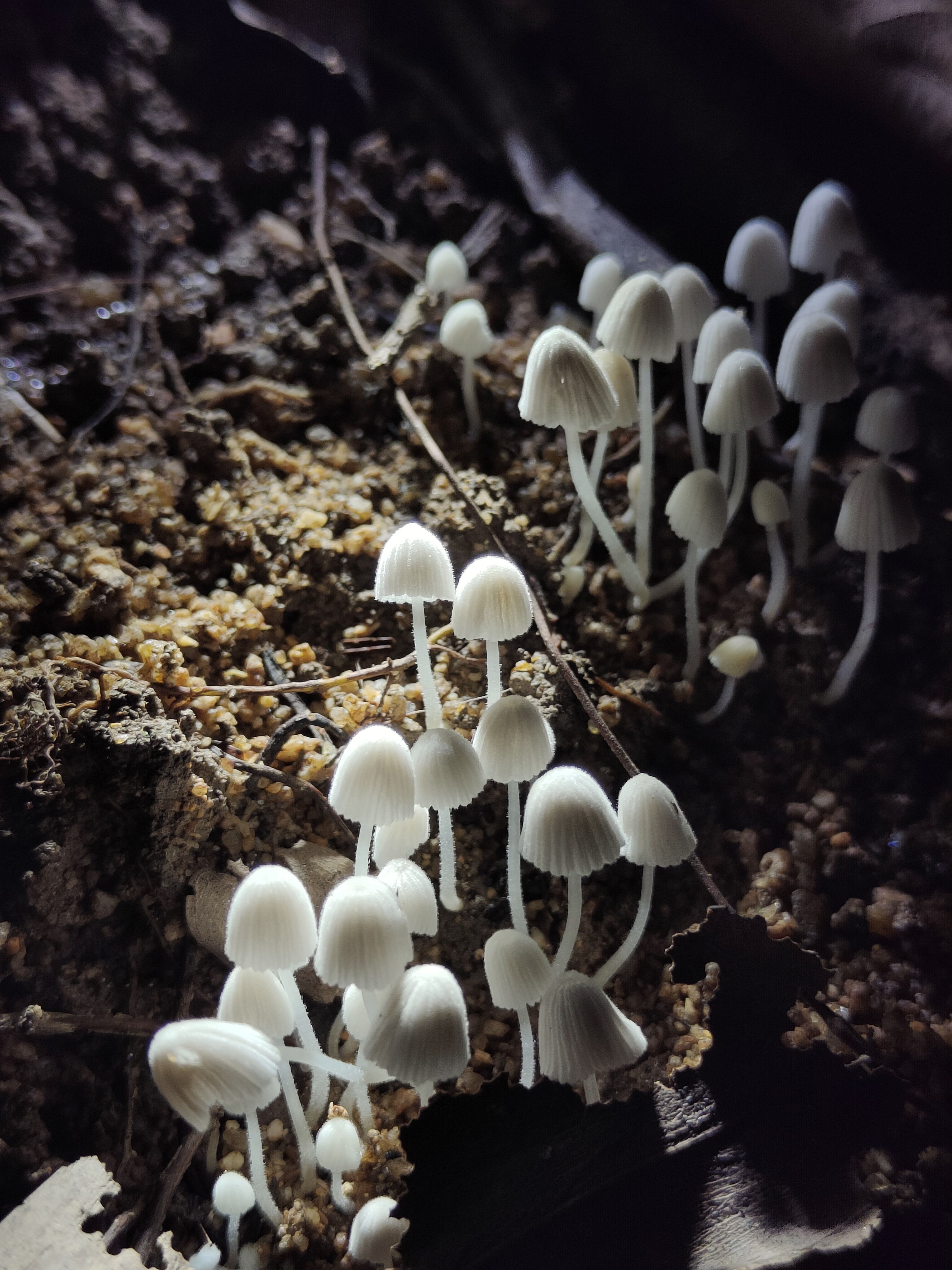 mushroomimage
